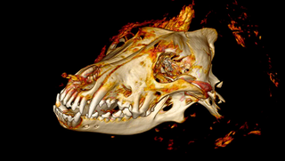 A CT scan of the wolf skull.